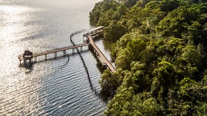 Vẻ đẹp an yên tuyệt đối của khu bảo tồn Sungei Buloh khi nhìn từ trên cao (Ảnh: Time Out)