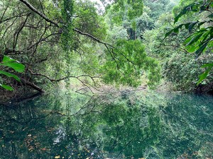 Mặt nước xanh ngọc giữa “khu rừng bí mật” tại Keppel Hill Reservoir (Ảnh: The Occasional Traveller)
