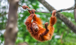 Giữa không gian xanh mát tại Singapore Zoo, du khách có thể quan sát các loài động vật hoang dã trong môi trường sống được thiết kế gần gũi với tự nhiên.